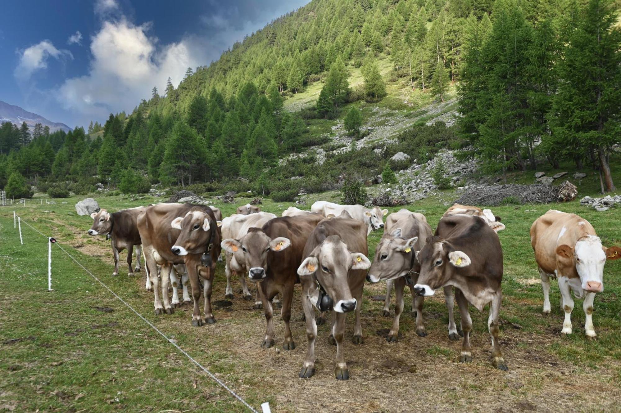 Agriturismo Bosco D'Oro Ливиньо Екстериор снимка